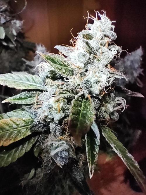 DIARY#8 - AUTOS - 2025. Week 14 - MilkyWay F1- Día 97