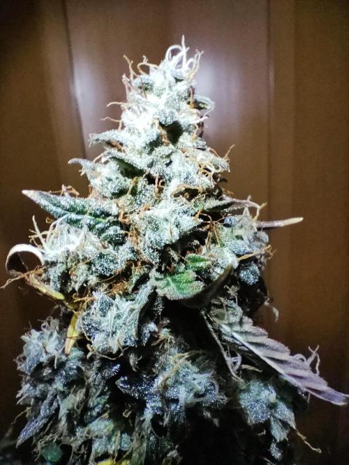 DIARY#8 - AUTOS - 2025. Week 14 - MilkyWay F1- Día 97