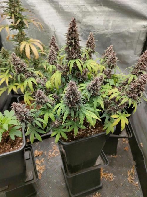 Red Strawberry Banana Auto - 2025. Week 12