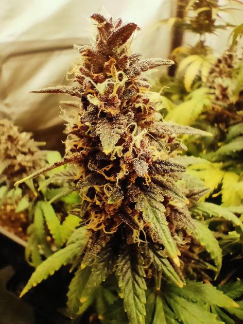 Red Strawberry Banana Auto - 2025. Week 12