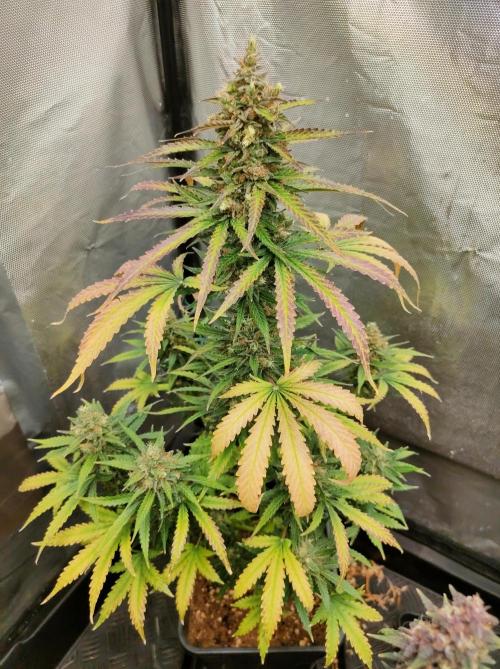 Auto Fire DOG. Week 12