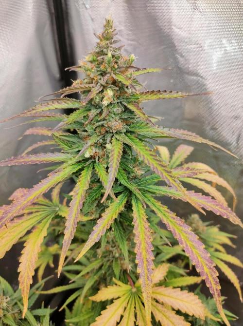 Auto Fire DOG. Week 12