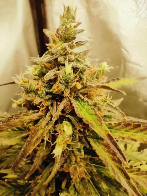 Auto Fire DOG. Week 12