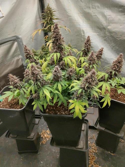 Red Strawberry Banana Auto - 2025. Week 11