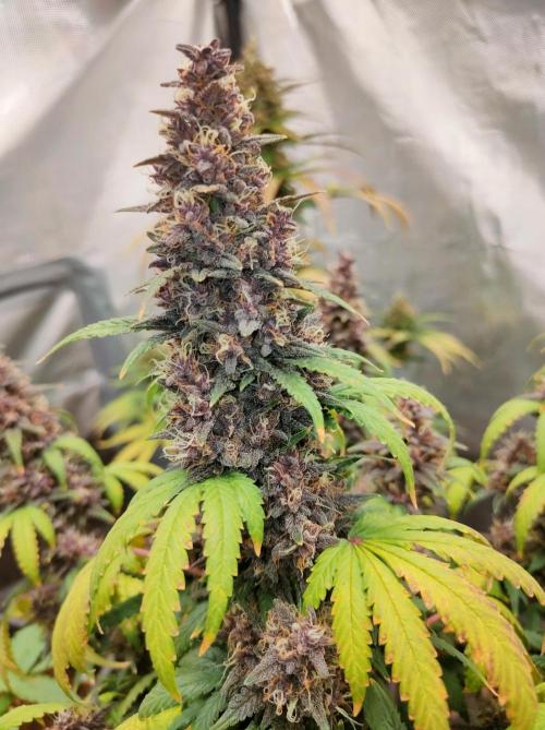 Red Strawberry Banana Auto - 2025. Week 11