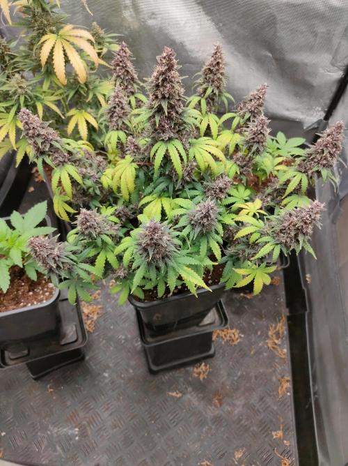 Red Strawberry Banana Auto - 2025. Week 11