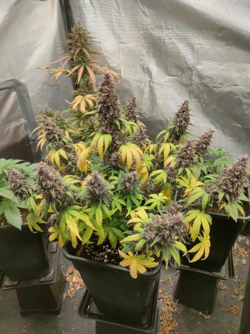 Red Strawberry Banana Auto - 2025. Week 12 - Día 77