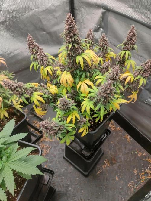 Red Strawberry Banana Auto - 2025. Week 12