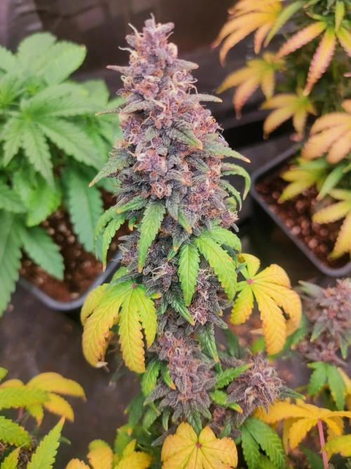 Red Strawberry Banana Auto - 2025. Week 12