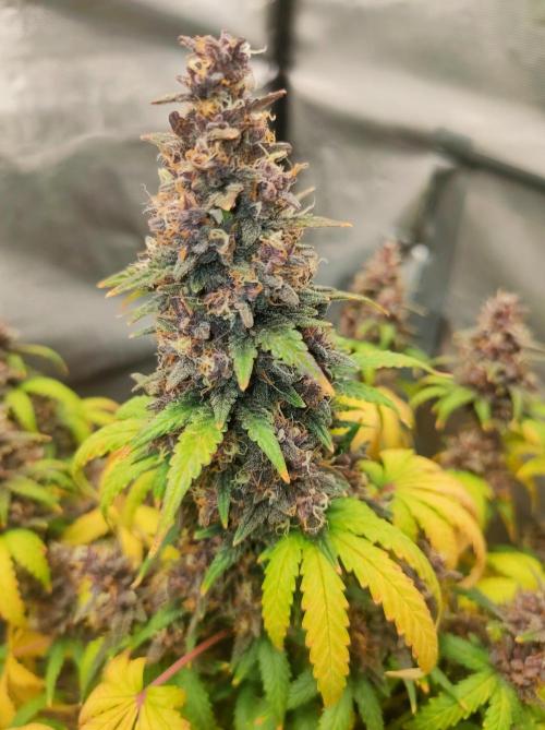 Red Strawberry Banana Auto - 2025. Week 12