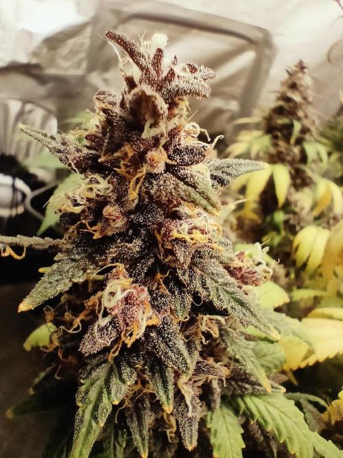 Red Strawberry Banana Auto - 2025. Week 12