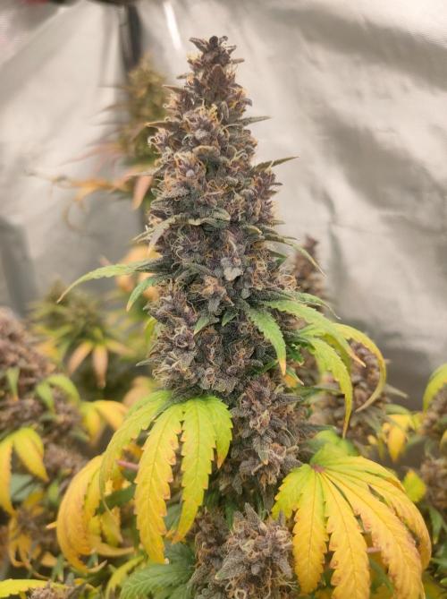 Red Strawberry Banana Auto - 2025. Week 12