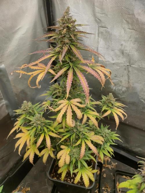 Auto Fire DOG. Week 12 - Día 77