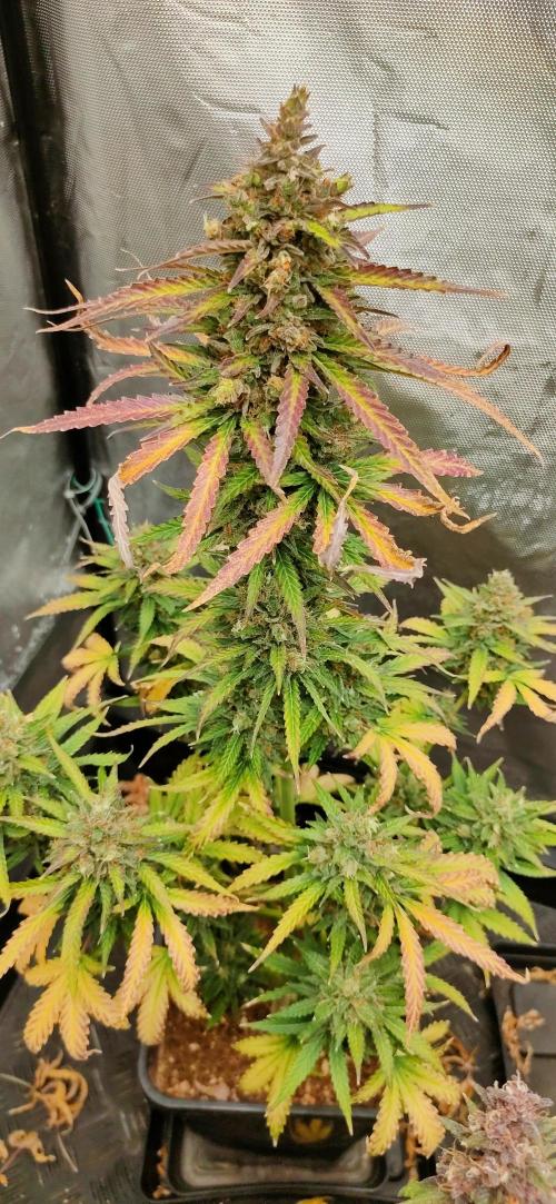 Auto Fire DOG. Week 12