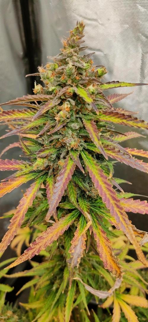 Auto Fire DOG. Week 12