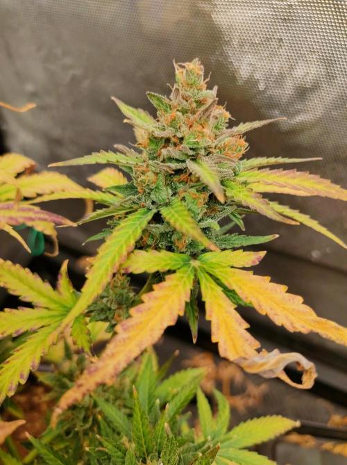 Auto Fire DOG. Week 12