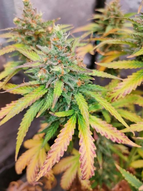 Auto Fire DOG. Week 12