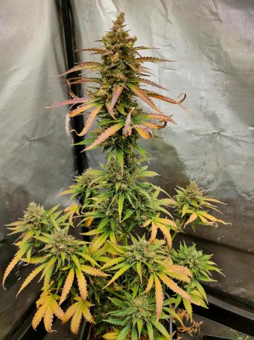 Auto Fire DOG. Week 12