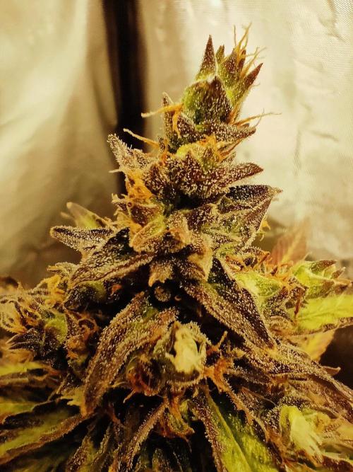 Auto Fire DOG. Week 12