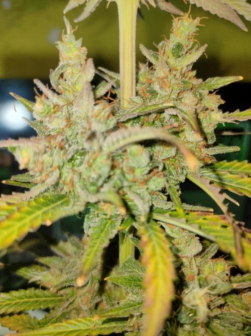 Auto Fire DOG. Week 12