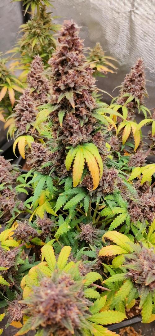 Red Strawberry Banana Auto - 2025. Week 12