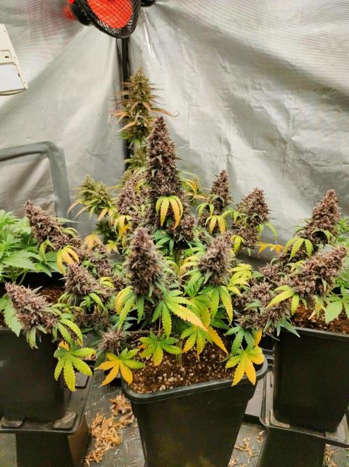 Red Strawberry Banana Auto - 2025. Week 12