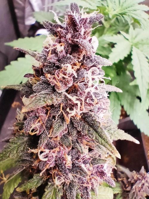 Red Strawberry Banana Auto - 2025. Week 12