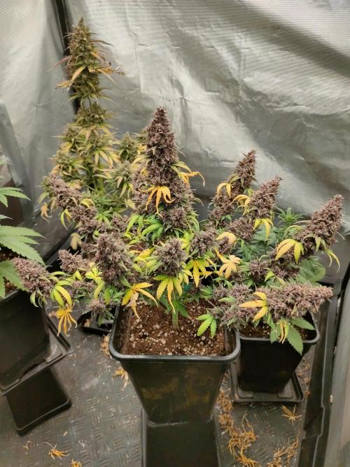 Red Strawberry Banana Auto - 2025. Week 13 - Día 85