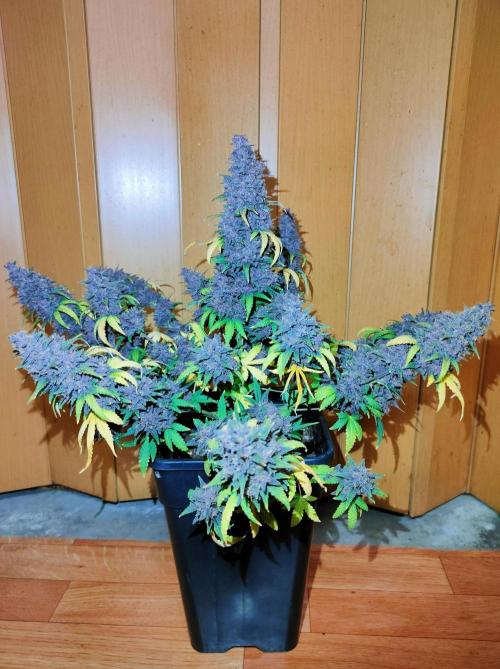 Red Strawberry Banana Auto - 2025. Week 13