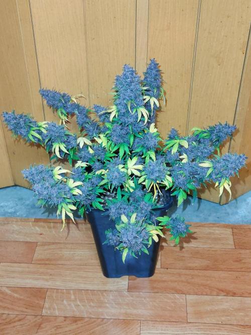 Red Strawberry Banana Auto - 2025. Week 13