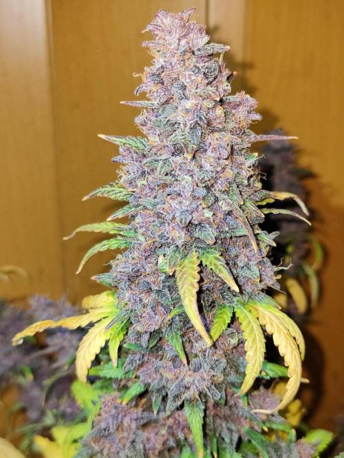 Red Strawberry Banana Auto - 2025. Week 13