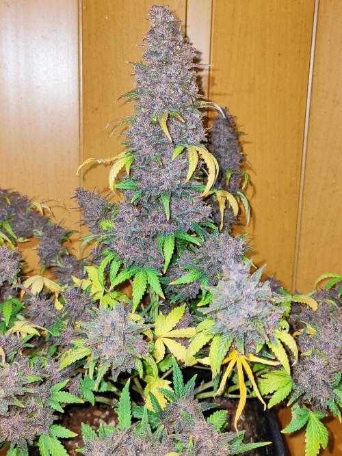 Red Strawberry Banana Auto - 2025. Week 13