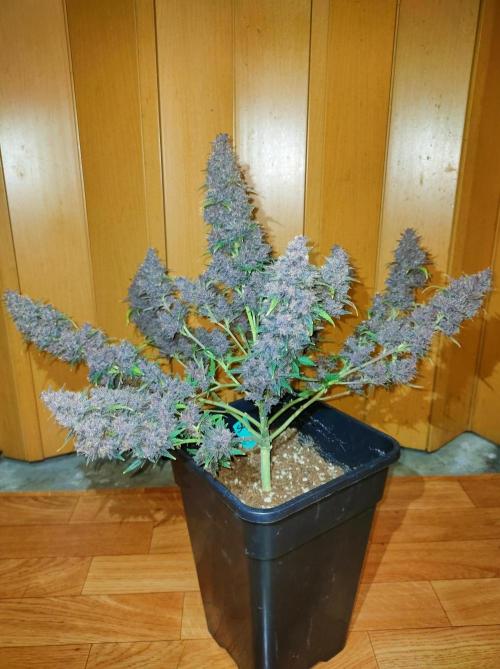 Red Strawberry Banana Auto - 2025. Week 13