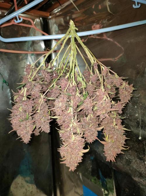 Red Strawberry Banana Auto - 2025. Week 13 - Día 85 - Cosecha