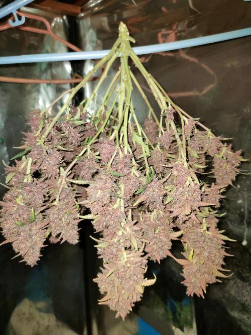 Red Strawberry Banana Auto - 2025. Week 13