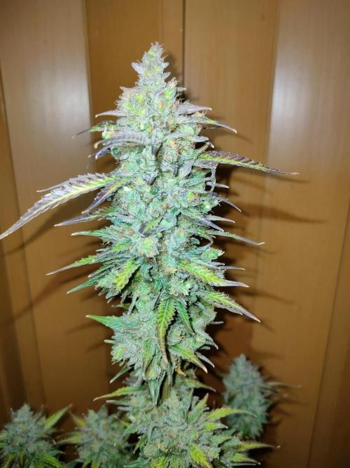 Auto Fire DOG. Week 13