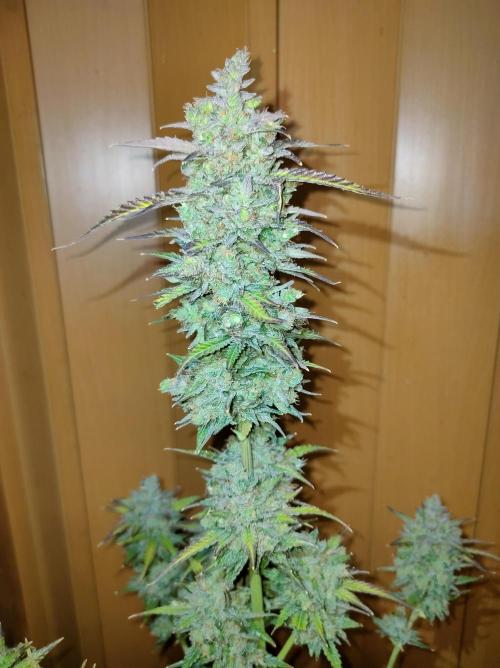 Auto Fire DOG. Week 13