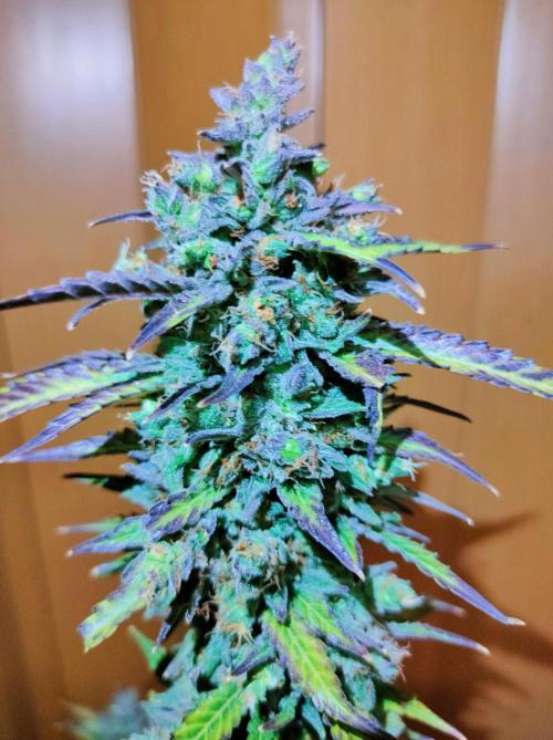 Auto Fire DOG. Week 13