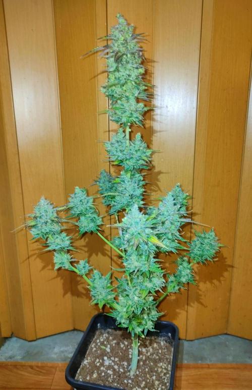 Auto Fire DOG. Week 13