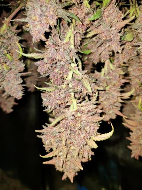 Red Strawberry Banana Auto - 2025. Week 13