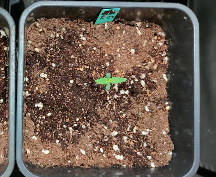 Dark Devil Auto. Week 1