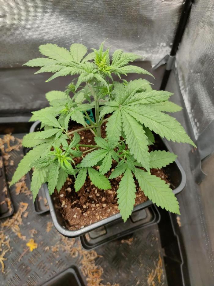 Dark Devil Auto. Week 3