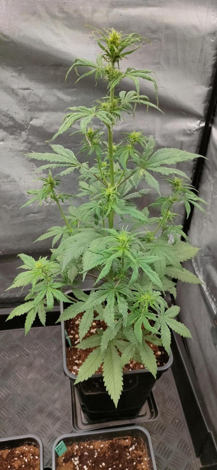 Dark Devil Auto. Week 4