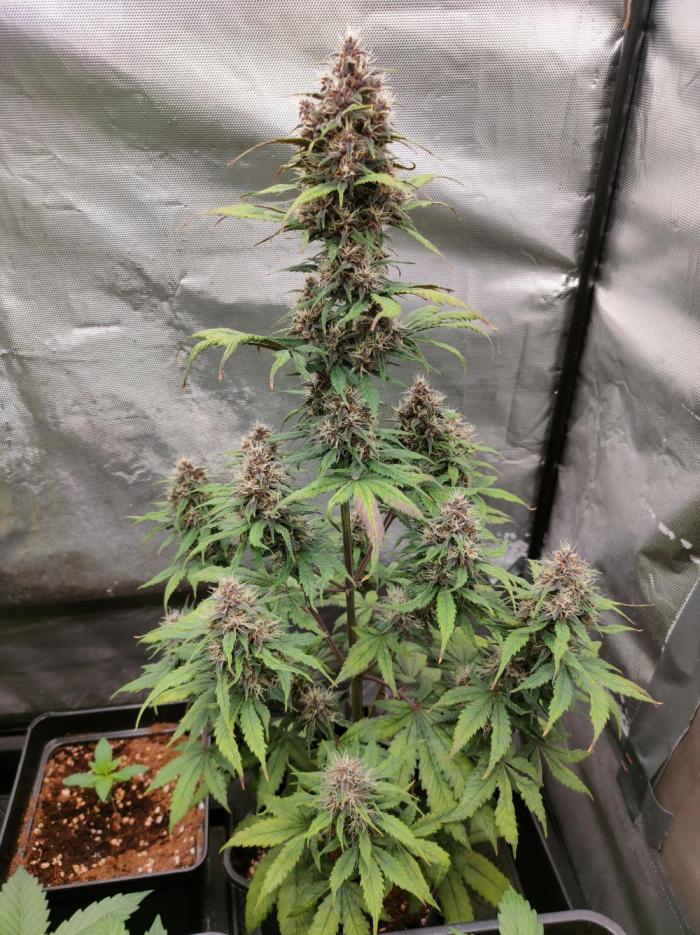 Dark Devil Auto. Week 7