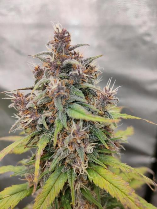 Dark Devil Auto. Week 8