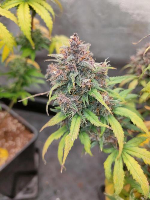 Dark Devil Auto. Week 10