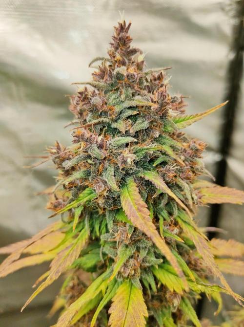 Dark Devil Auto. Week 10