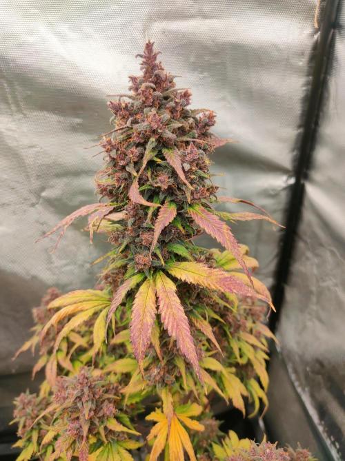 Dark Devil Auto. Week 11