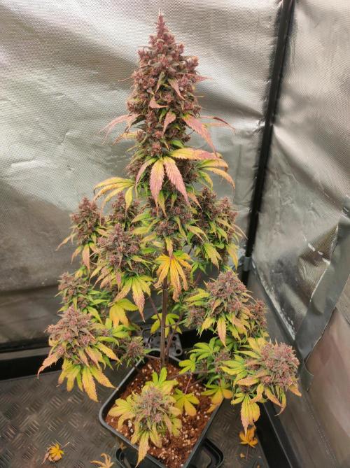 Dark Devil Auto. Week 11