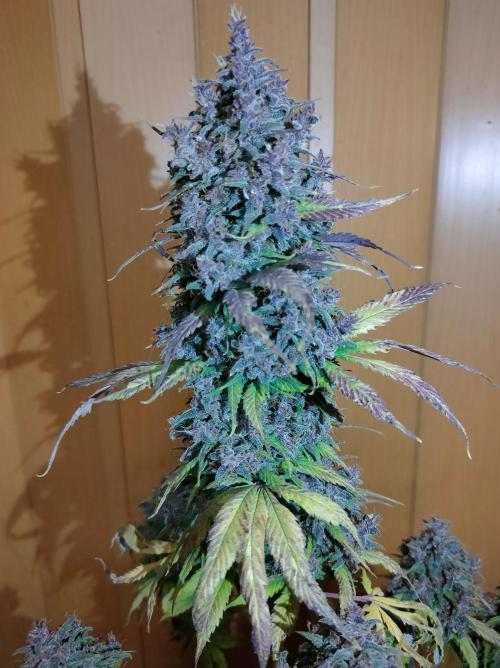 Dark Devil Auto. Week 11